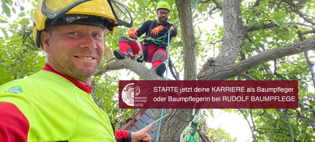 Baumpfleger gesucht Jobs