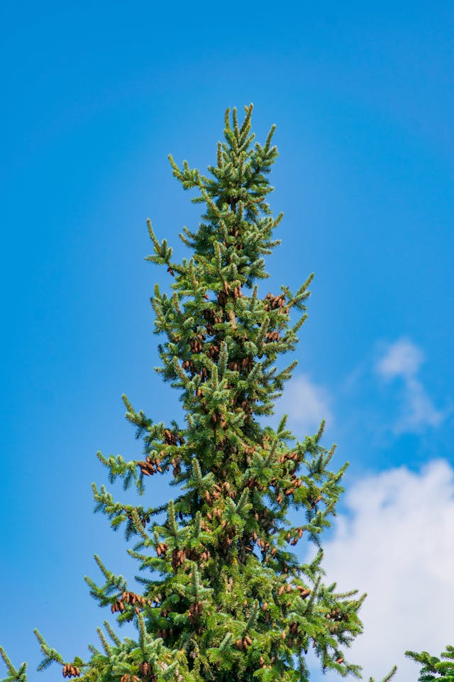 Baumkontrollen Berlin