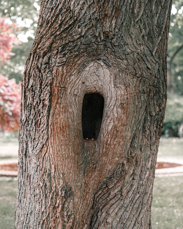 Berlin Baumkontrolle