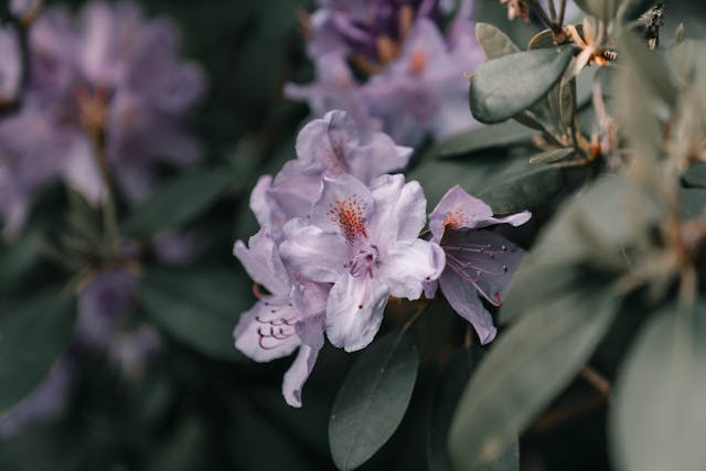 gartenbau