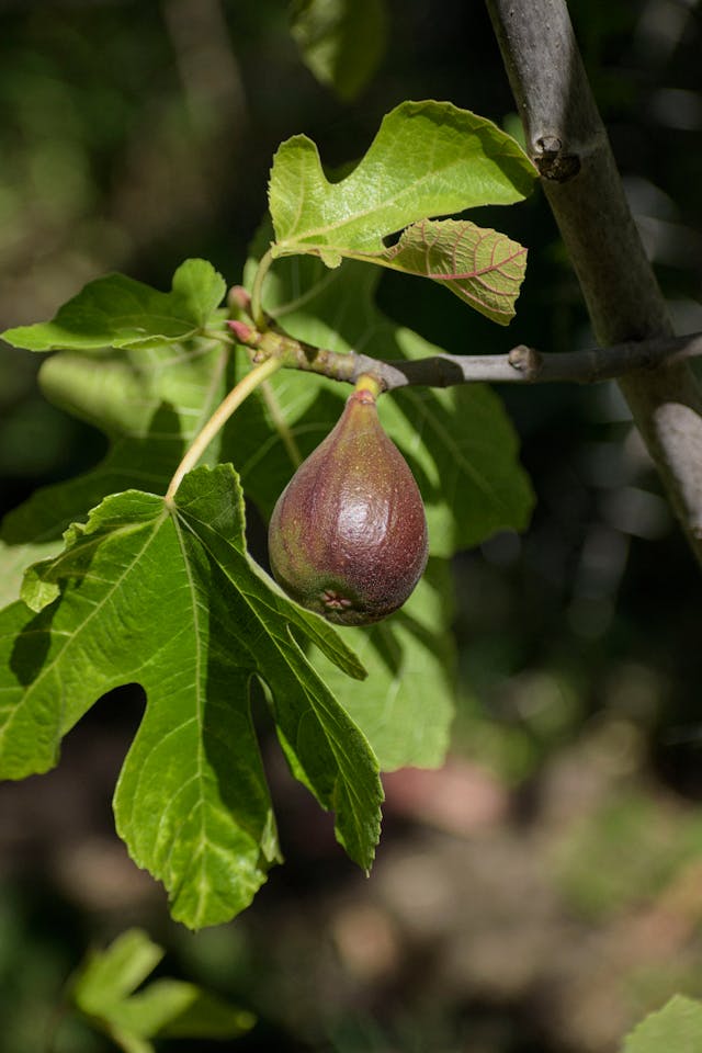 Feigenbaum radikal schneiden