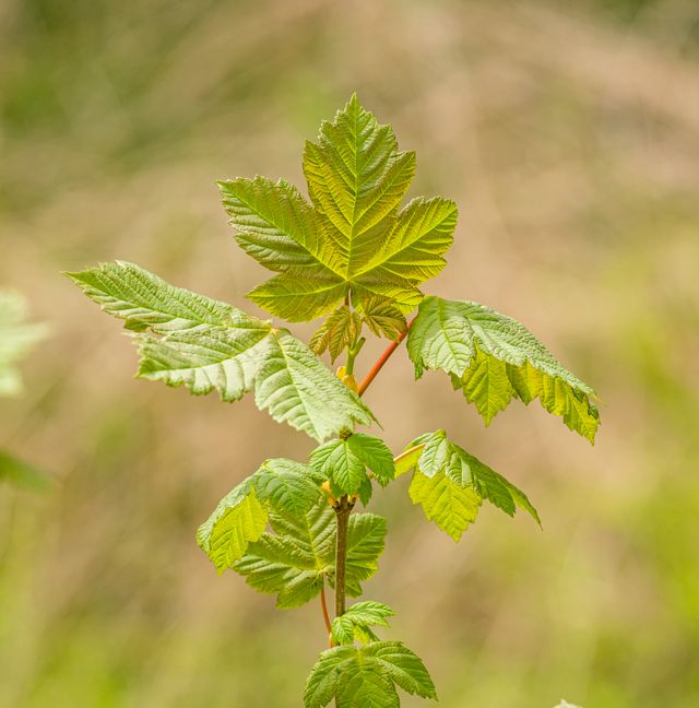 Feldahorn