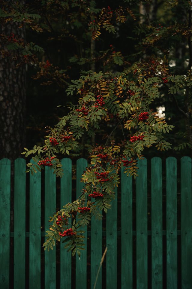 Kleiner Zierbaum für kleine Gärten