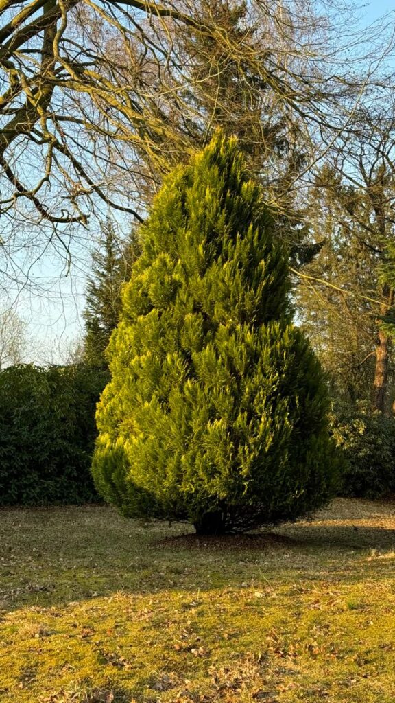 Säulenbaum