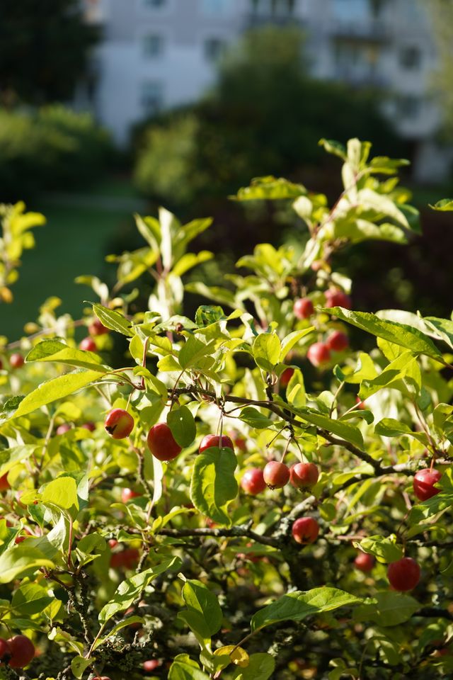 Zierapfel