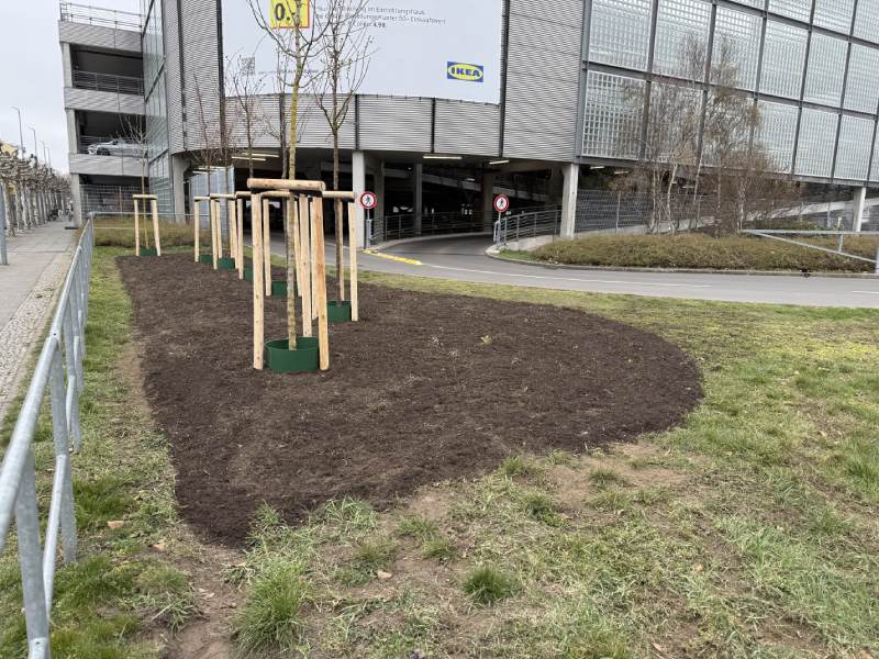 Junger Baum nach der Pflanzung mit freier Baumscheibe und stabilisierenden Pfählen.