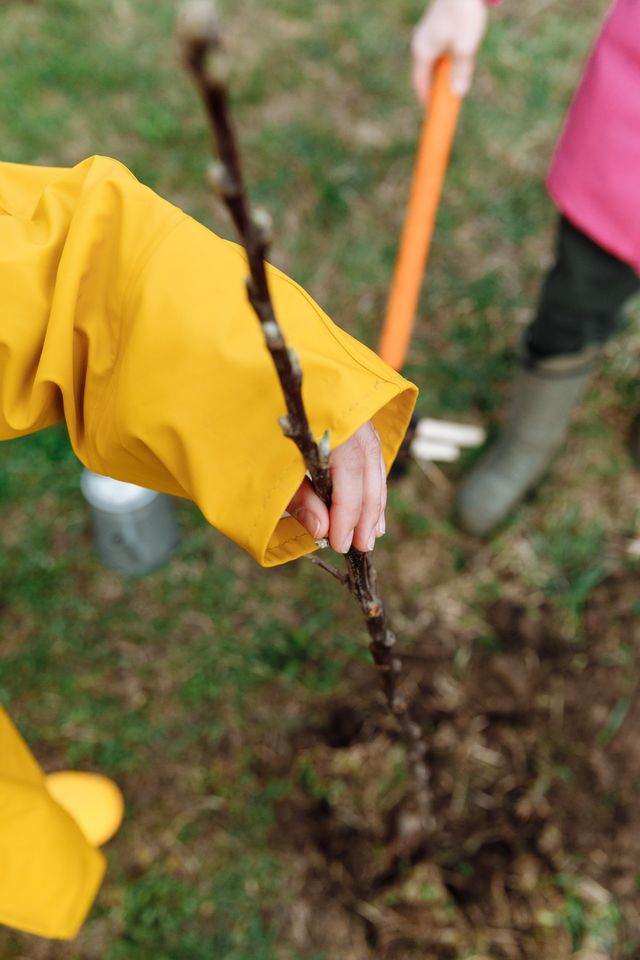 Pflanzung eines jungen Baumes im Frühjahr vor Beginn des Austriebs.