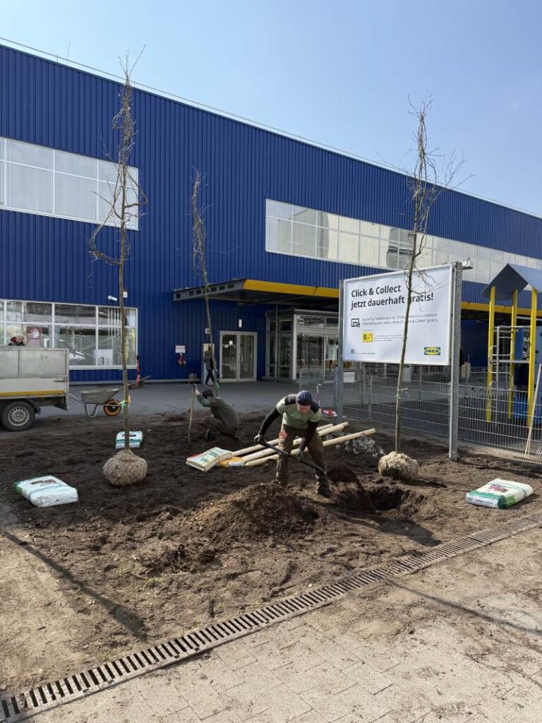 Frisch gepflanzter Baum wird mit Holzpfählen und einer stammfreundlichen Bindung stabilisiert.