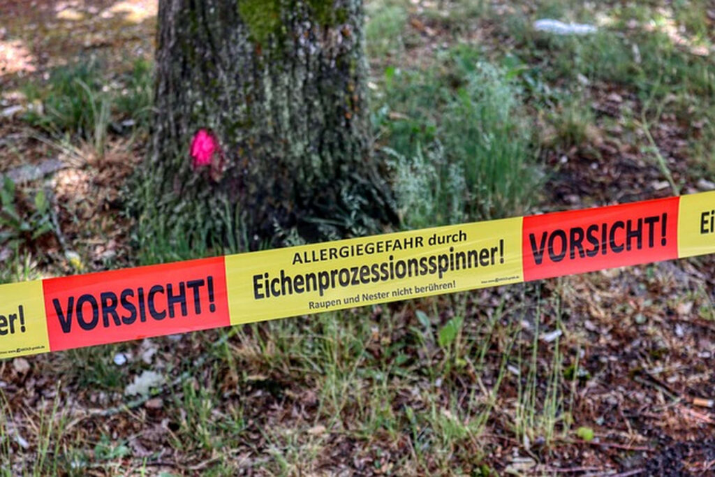 Eiche mit Eichenprozessionsspinner-Befall in der Nähe eines Gehwegs in Berlin