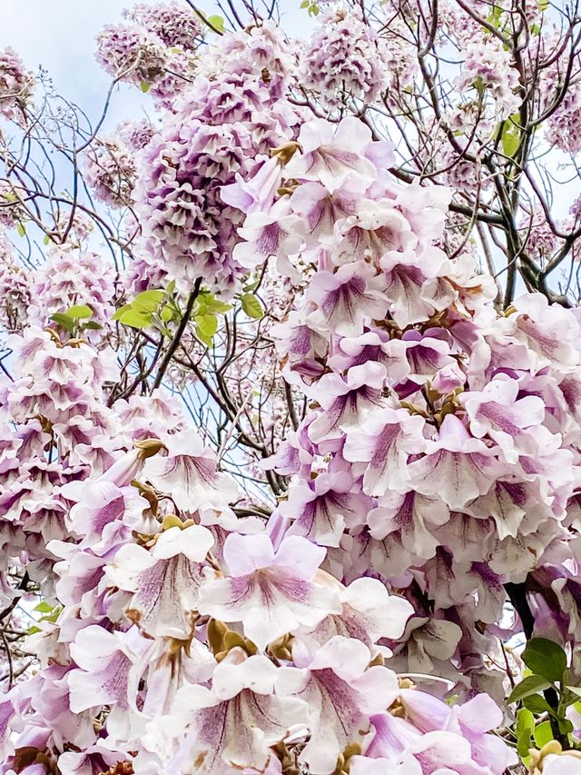Blüten eines Blauglockenbaums mit hellvioletten Blütentrauben