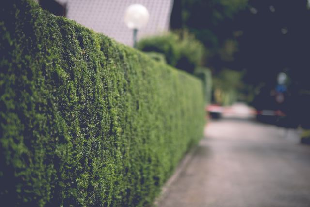 Nahaufnahme einer sauber geschnittenen grünen Hecke entlang eines befestigten Gartenwegs.