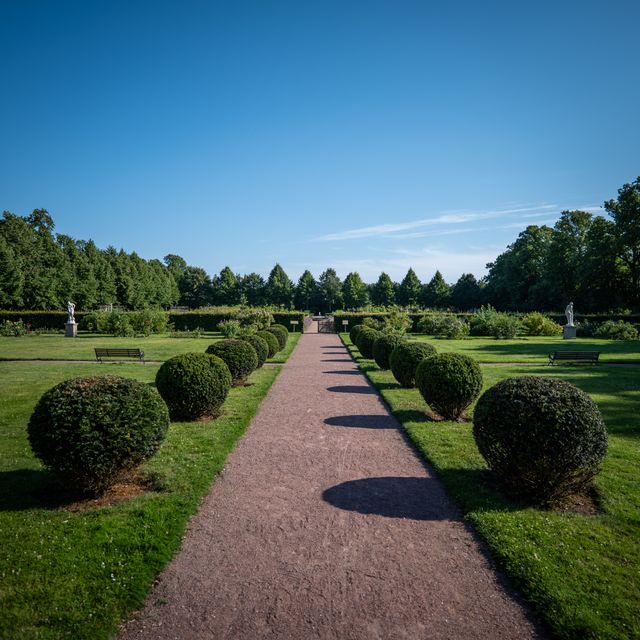 Gleichmäßig gesetzte, kugelförmig geschnittene Heckenpflanzen mit einheitlichem Abstand entlang eines geraden Gartenwegs.
