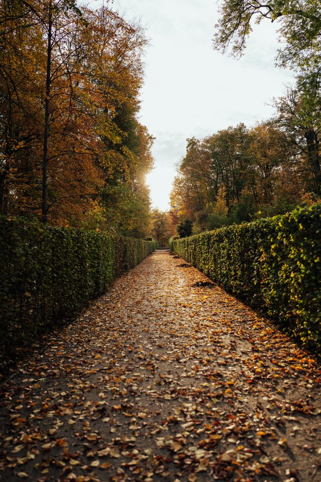 Von geschnittenen Hecken gesäumter Weg mit herbstlichem Laub und großen Bäumen im Hintergrund.