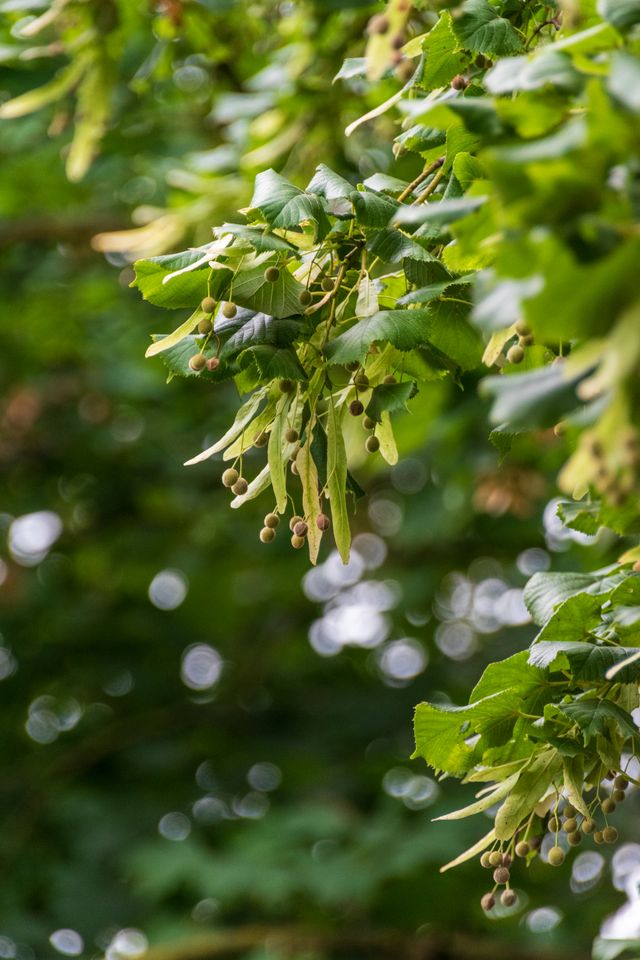 Blätter und Fruchtstände einer Silberlinde im Sommer